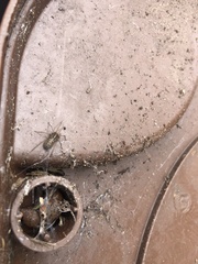 Eratigena