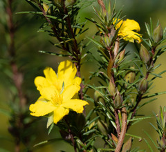 Hibbertia calycina