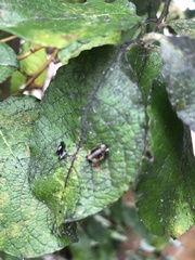 Harmonia axyridis