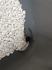 Eratigena