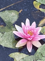 Nymphaea × khurooi