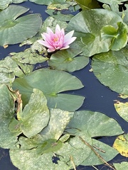 Nymphaea × khurooi