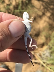 Phrynocephalus guttatus