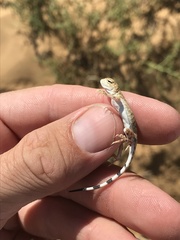 Phrynocephalus guttatus