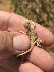 Phrynocephalus guttatus