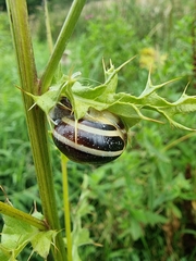 Cepaea hortensis