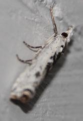 Crambus sparsellus