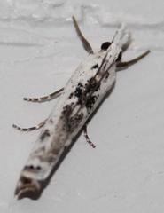 Crambus sparsellus