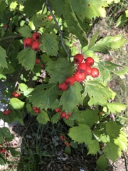 Crataegus