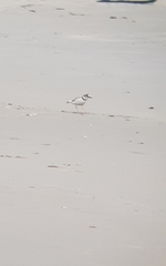 Charadrius collaris