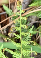 Pteridium esculentum esculentum