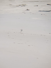 Charadrius collaris