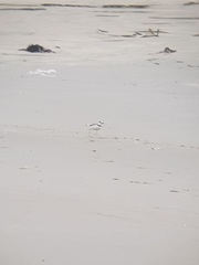Charadrius collaris
