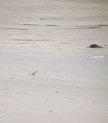 Charadrius collaris