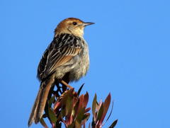 Sphenoeacus afer afer