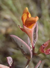 Rafnia capensis capensis