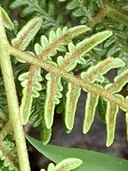 Pteridium esculentum esculentum