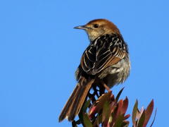 Sphenoeacus afer afer