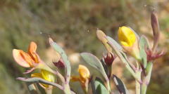 Rafnia capensis capensis