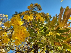 Tabebuia aurea