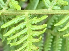 Pteridium esculentum esculentum