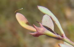 Rafnia capensis capensis