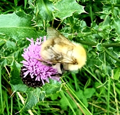 Bombus pascuorum