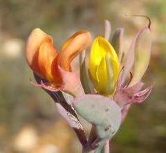 Rafnia capensis capensis