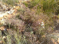 Rafnia capensis capensis