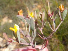 Rafnia capensis capensis