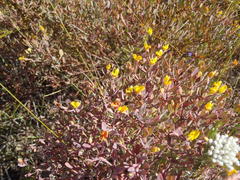 Rafnia capensis capensis