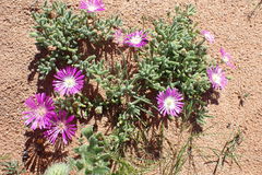 Drosanthemum oculatum