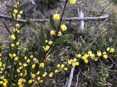 Acacia verniciflua
