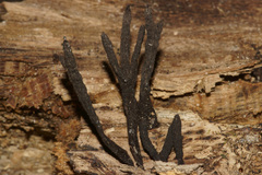 Xylaria feejeensis