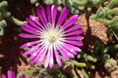 Drosanthemum oculatum