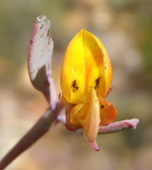 Rafnia capensis capensis