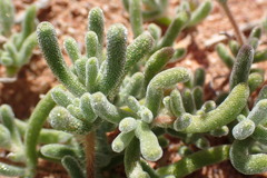 Drosanthemum oculatum