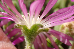 Drosanthemum oculatum