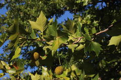 Platanus × hispanica