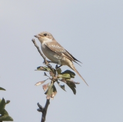 Lanius senator senator