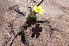 Oxalis crocea