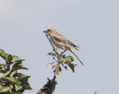 Lanius senator senator