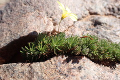 Oxalis crocea
