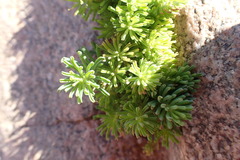 Oxalis crocea