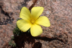 Oxalis crocea