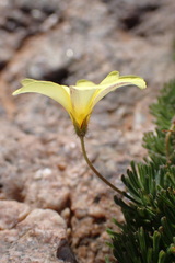 Oxalis crocea