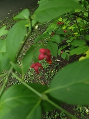 Euonymus sachalinensis