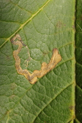 Stigmella speciosa