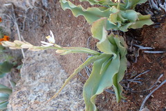 Chlorophytum namaquense