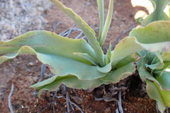 Chlorophytum namaquense